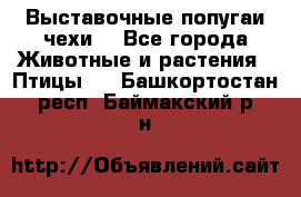 Выставочные попугаи чехи  - Все города Животные и растения » Птицы   . Башкортостан респ.,Баймакский р-н